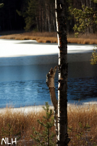 091031 lampi.jpg - Lokakuinen lampi